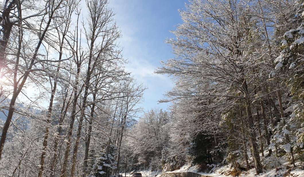 Winterwald in Oberaudorf