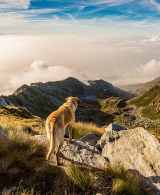 Urlaub mit Hund in Bayern - Hund genießt Aussicht auf Berglandschaft