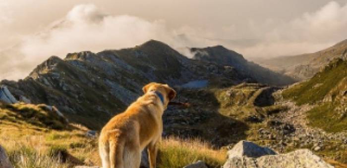 Urlaub mit Hund in Bayern - Hund genießt Aussicht auf Berglandschaft