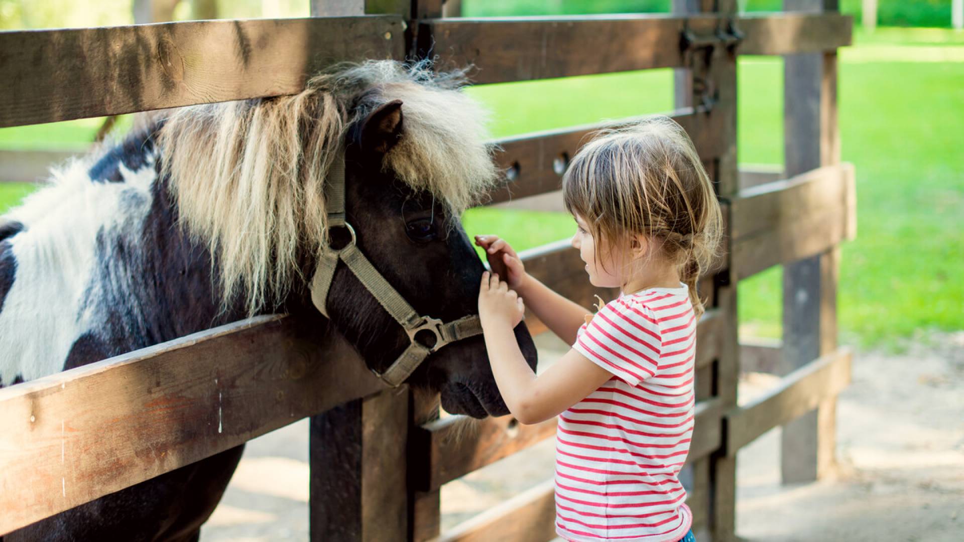 Mädchen streichelt ein Pony